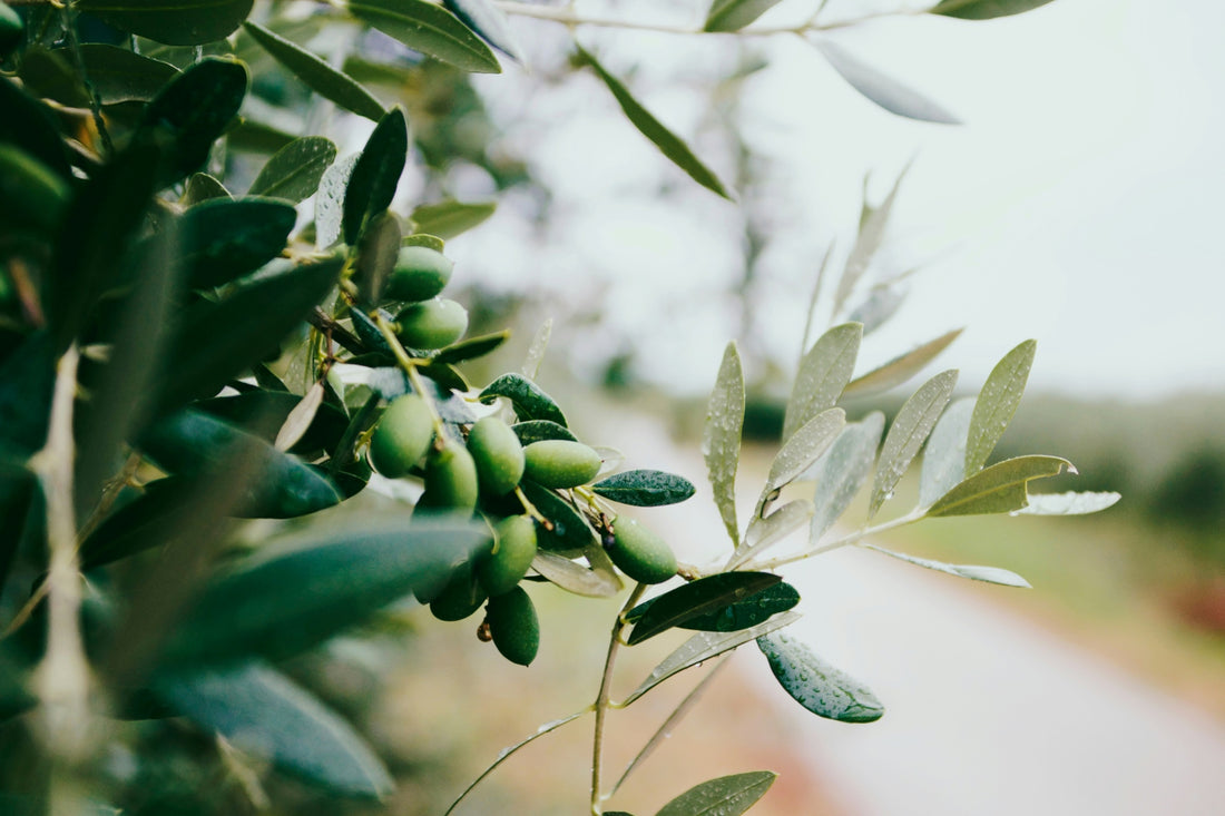 Ancient Ingredient First Cold Press Italian EVOO (Extra Virgin Olive Oil)